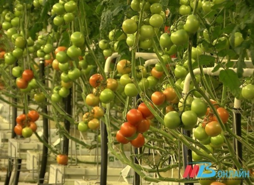 В волгоградские магазины с начала года поставили 1,3 тысячи тонн овощей